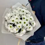 белая хризантема ромашка