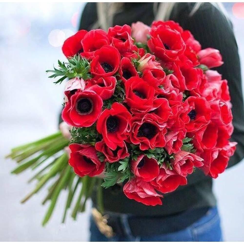красные анемоны