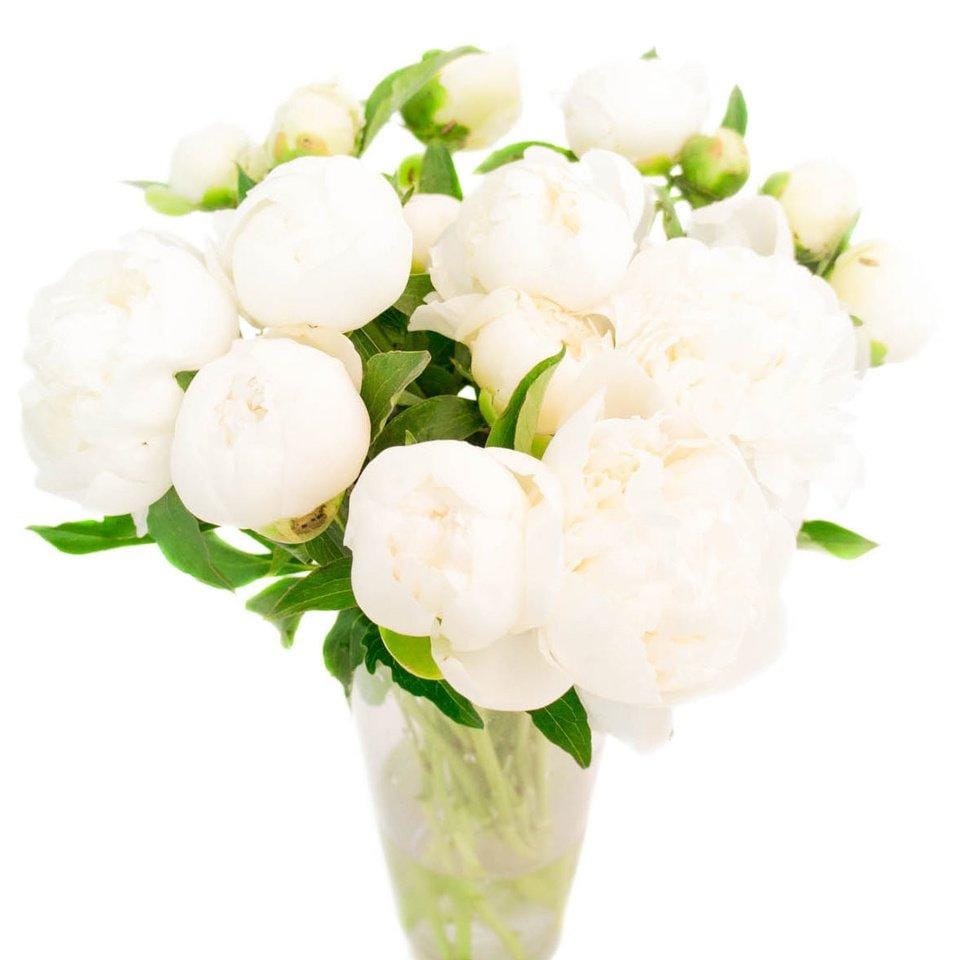 belye-piony белые пионы