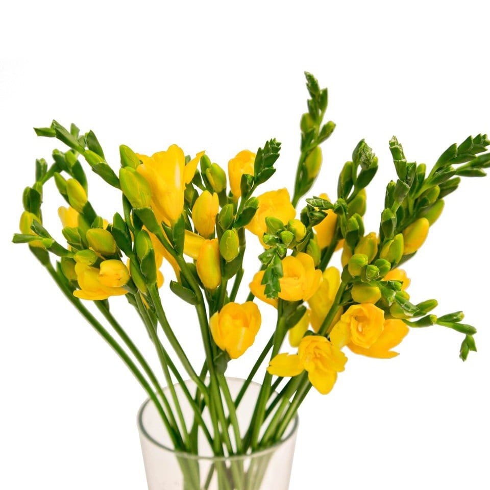 желтая фрезия