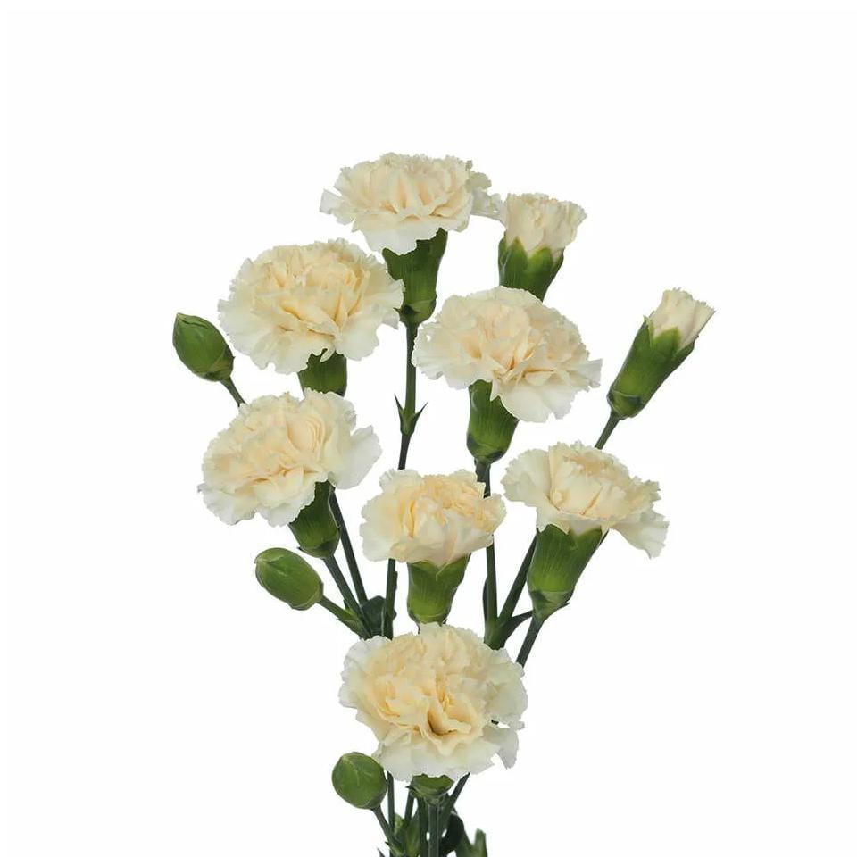 гвоздика кустовая кремовая