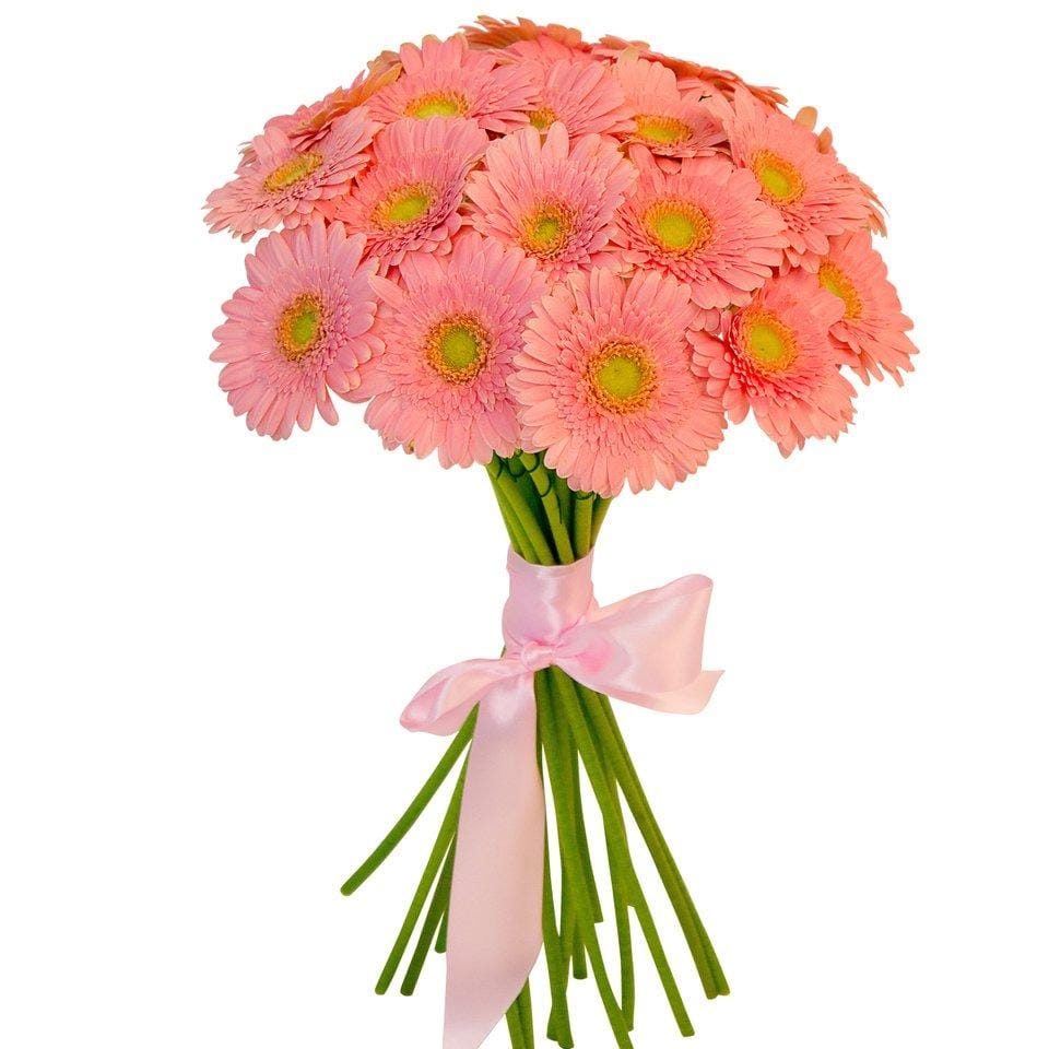 персиковая гербера