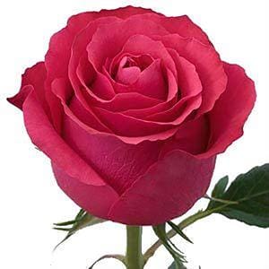 Роза Альтамира