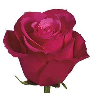 Роза Черри О