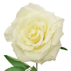 Роза эквадор эскимо