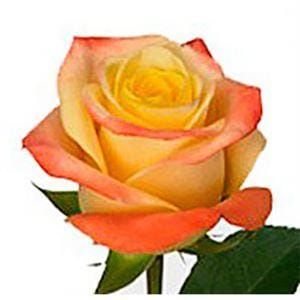 Роза Флорида эквадор