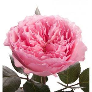 roza-mayra-pink-ekvador Роза Майра Пинк