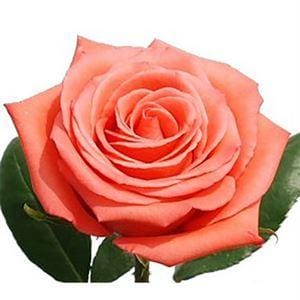 Роза Муви Стар Эквадор