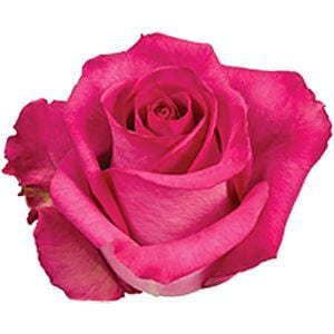 roza-purpl-sezan-ekvador Роза Пурпл Сезан Эквадор