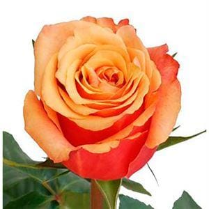 Роза Черри Бренди Эквадор