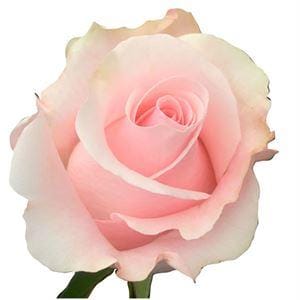 Роза Титаник Эквадор