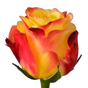 roza-tutti-frutti-ekvador Роза Тутти Фрутти Эквадор