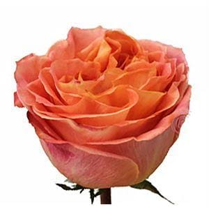 Роза Вайлд Спирит Эквадор