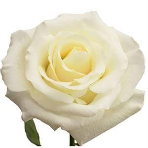 Роза Вайт эквадор