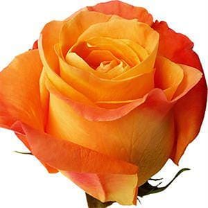 roza-vudu-ekvador Роза Вуду (Voodoo) Эквадор