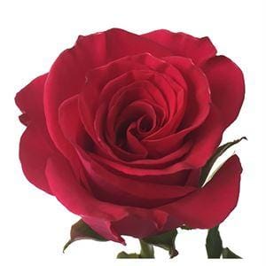 Роза Уайлд Уан Эквадор